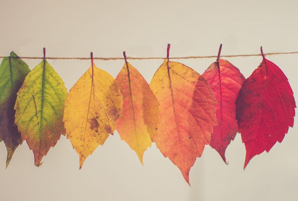 Kurze Herbst Sprüche & Zitate für die goldene Jahreszeit
