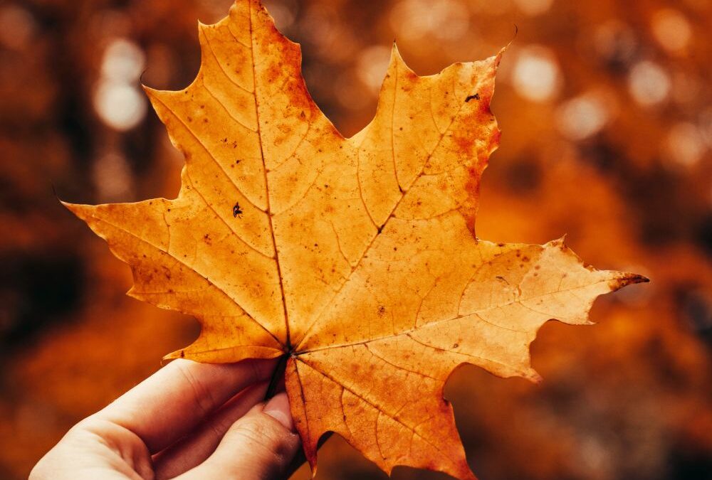 Hallo Oktober: Goldener Herbst in Bildern zum Download & Teilen