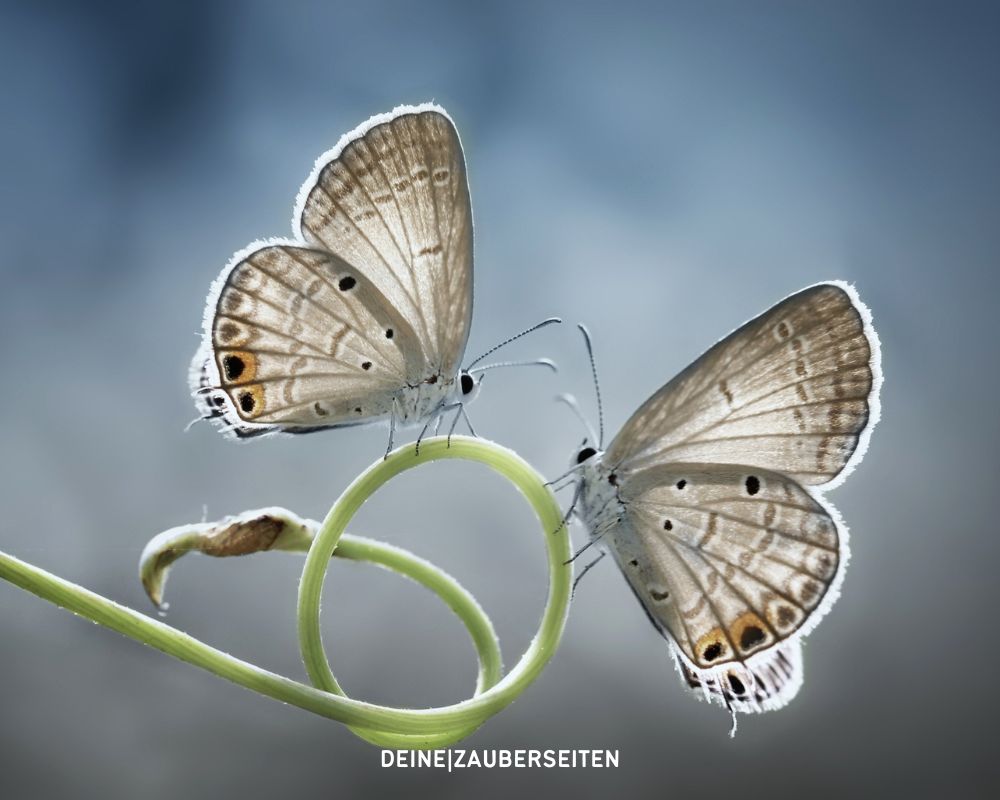 jahreshoroskop zwillinge